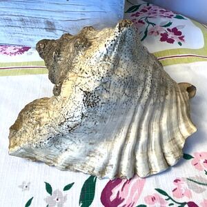 Queen Conch Sea Shell Large Vintage 8 1/2"